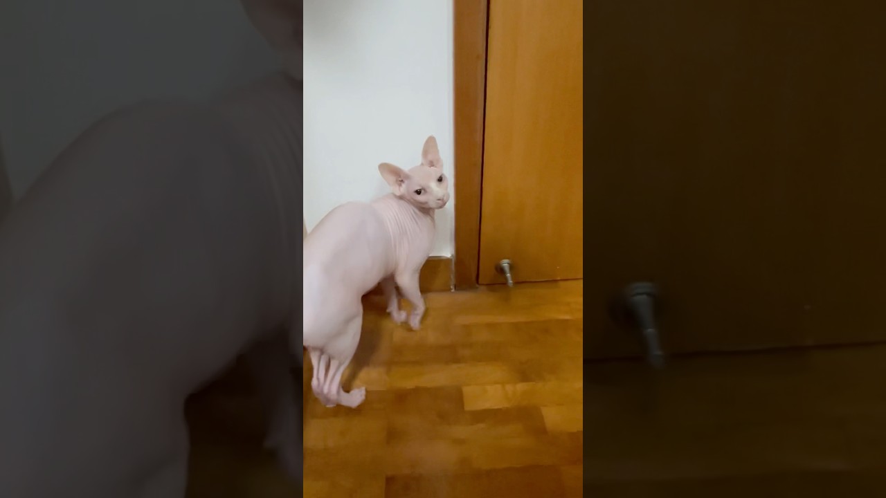 よくしゃべる毛のない猫が可愛い【スフィンクス猫】