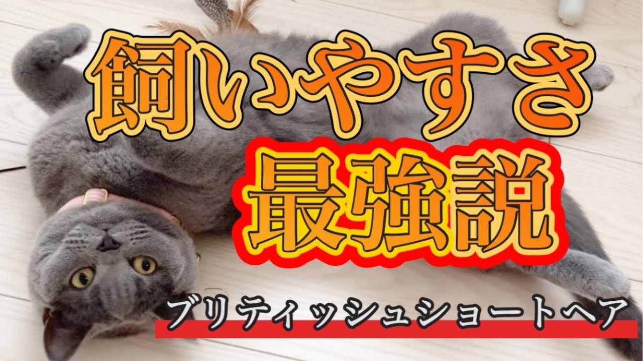 【愛らしさ天下一品】何で懐かないって言われてるの？【ブリティッシュショートヘア】