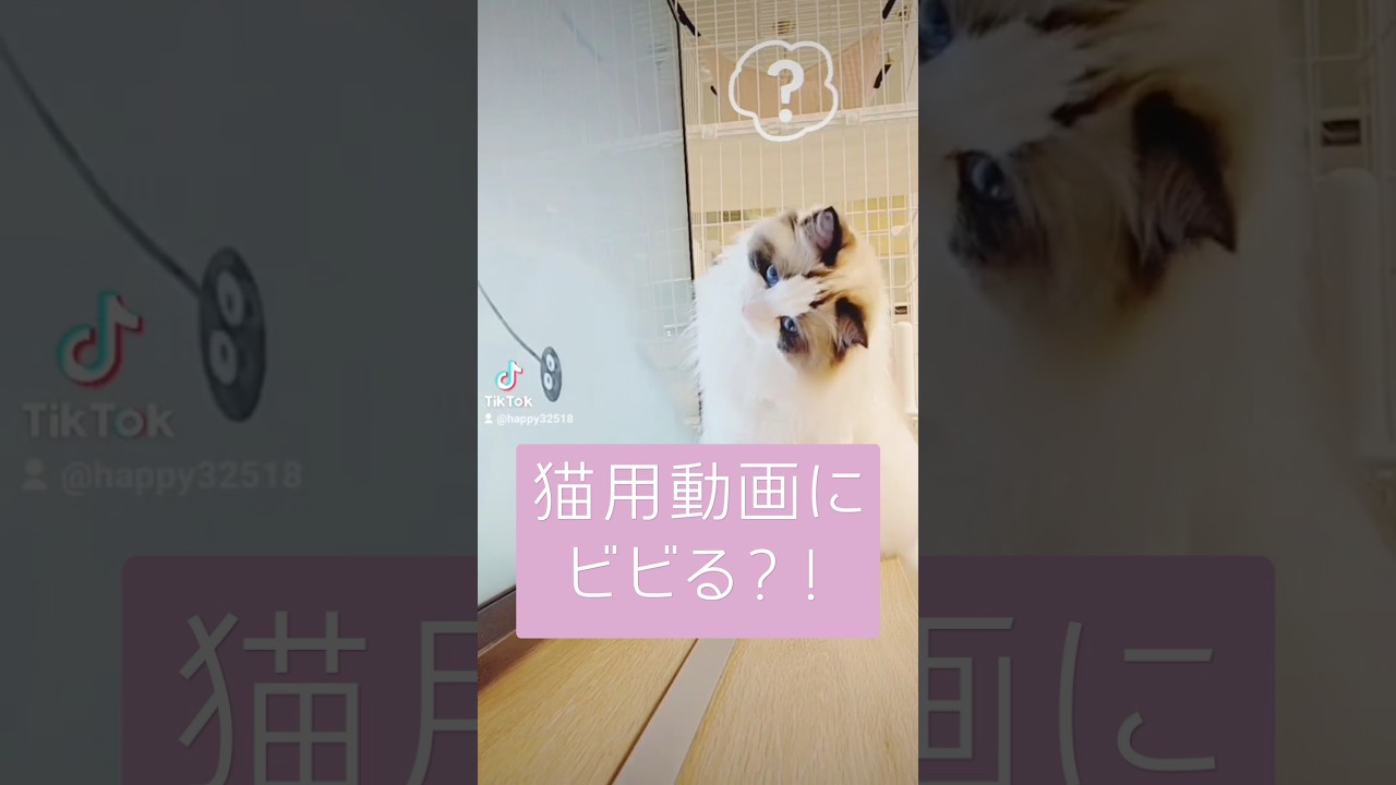 猫用動画楽しく見てたのに…。 #cat #ラグドール #ragdoll #猫用動画 #ビビる猫 #ねこ #ねこ動画 #かわいい #猫
