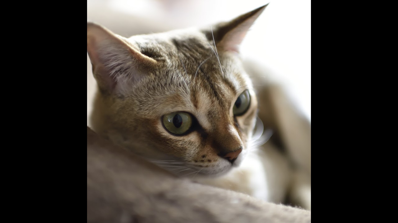 【LIVE】食事8:00/18:00 (GMT +09:00) 呼んだら来る猫レイちゃん | Lei the cat, who comes whenever she is called【シンガプーラ】