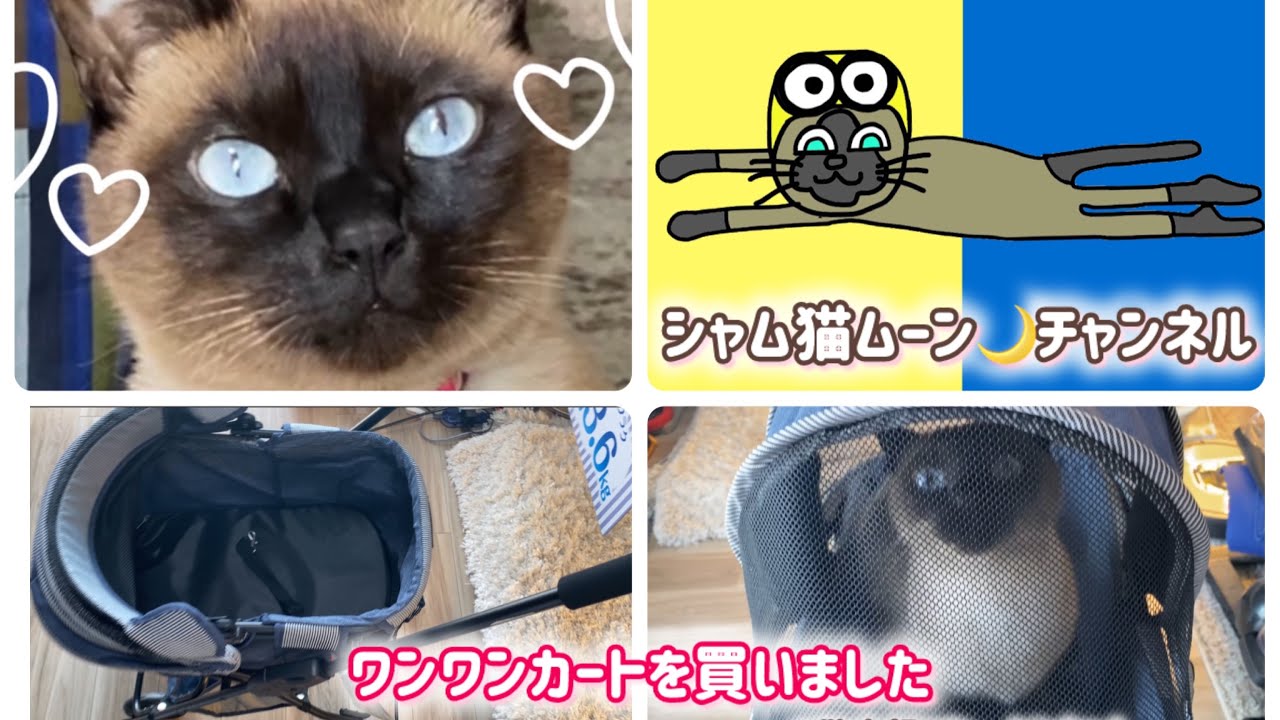 シャム猫ムーン🌙チャンネル・ワンワンカートを買いました💗開封・組み立て動画