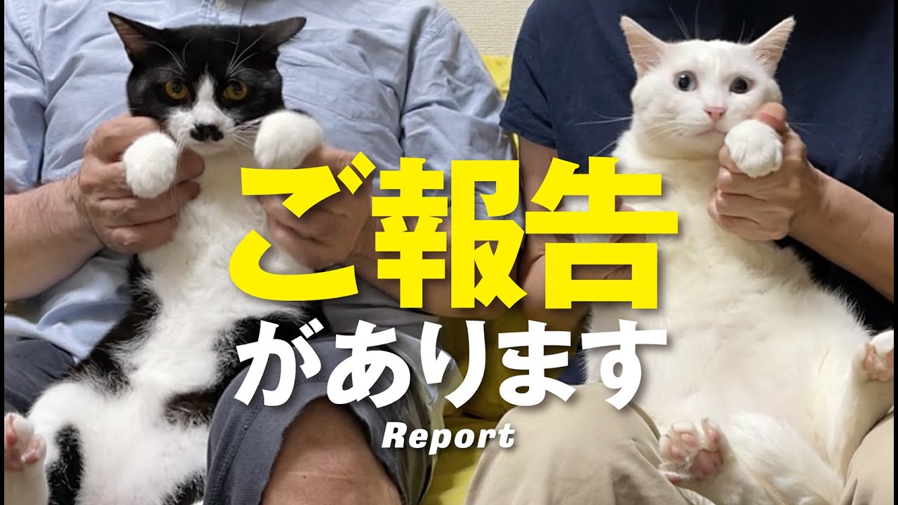 【ご報告】保護猫兄弟「ルルんち」から大事なお知らせ【You can use subtitles】