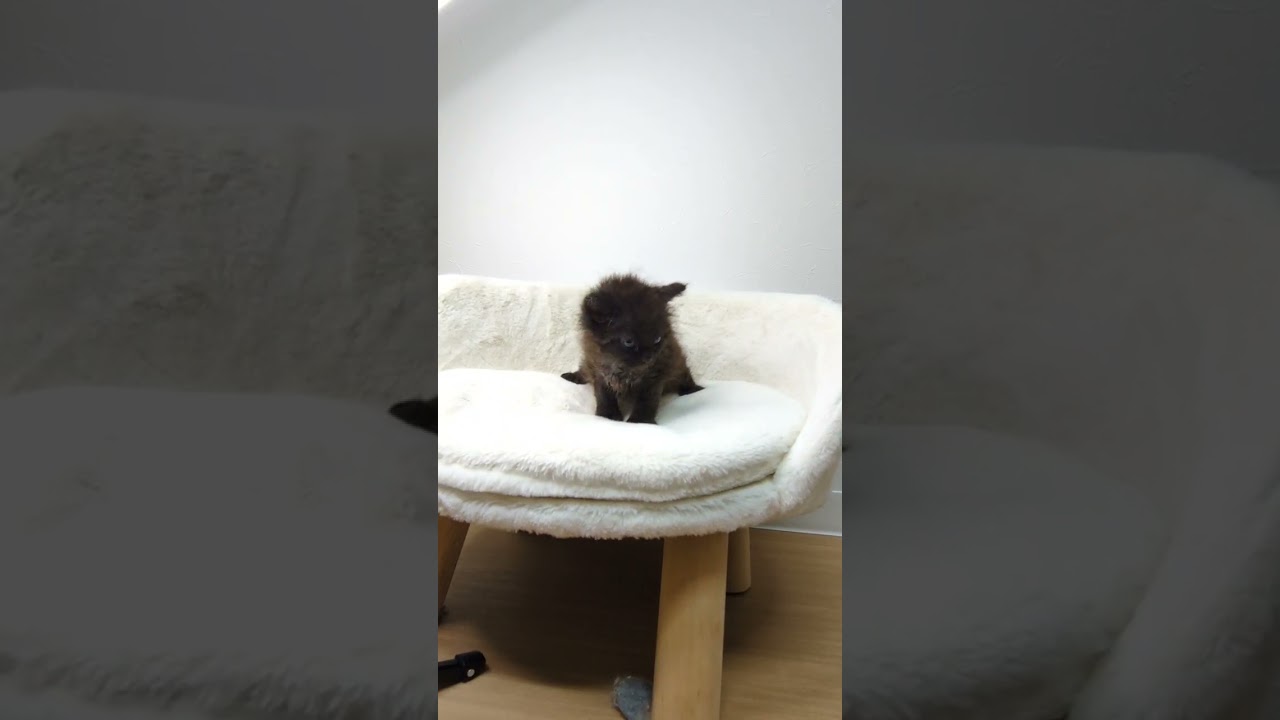 セルカークレックス ブラックカラーの女の子💕