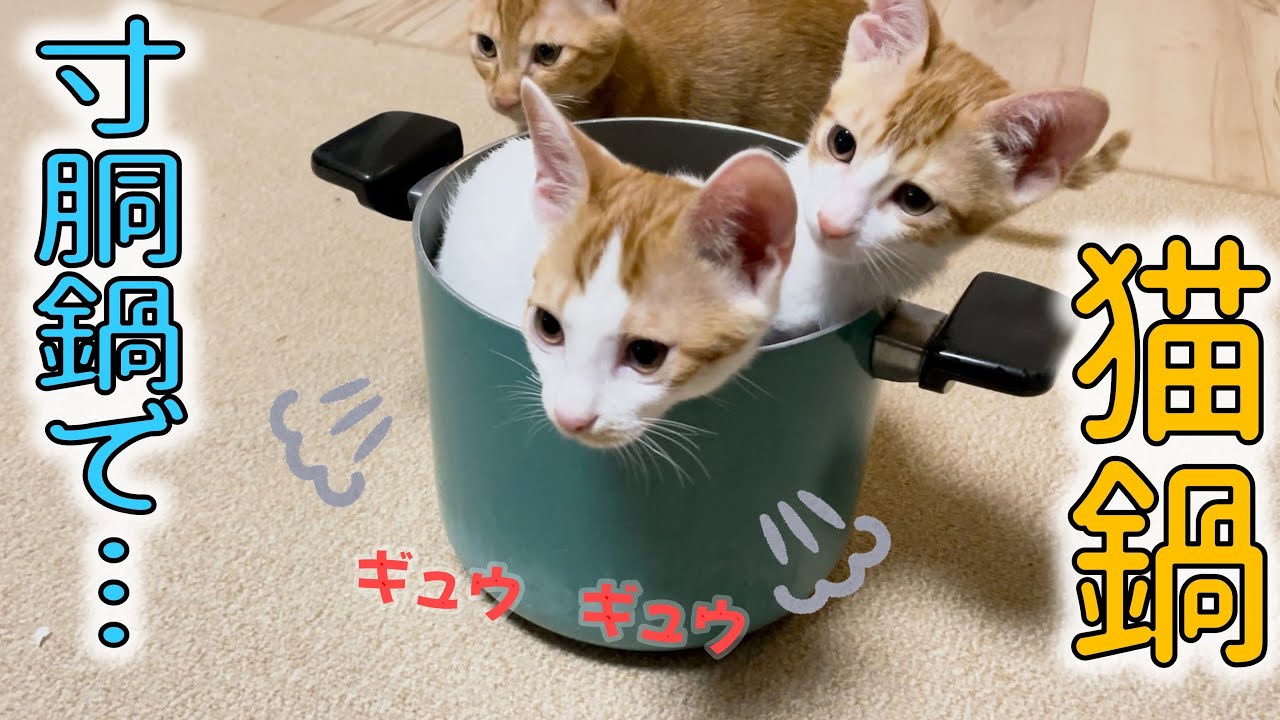 【猫鍋】今度は大きなずん胴鍋…！子猫が詰まって大変なことに…