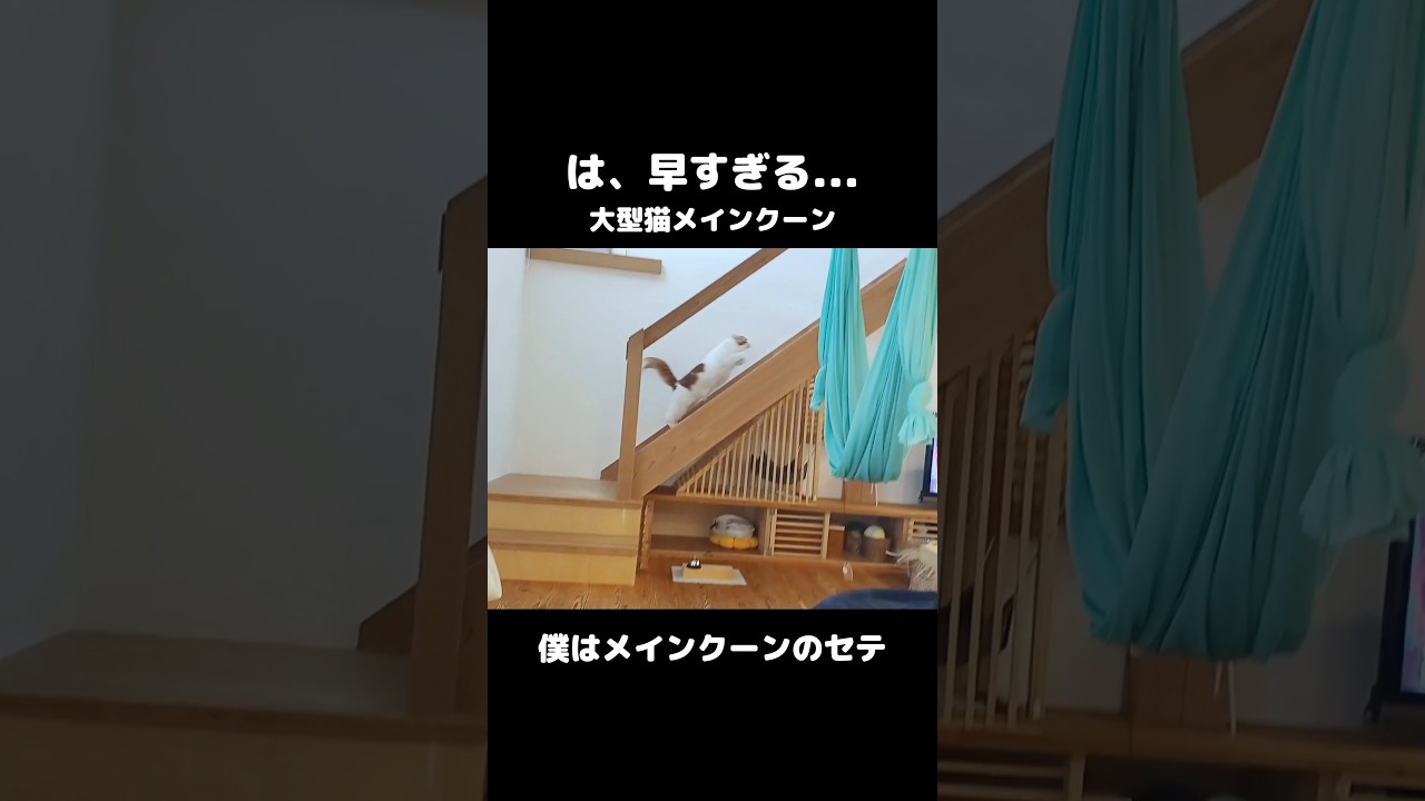 デカくて早い猫 #ねこ #猫 #メインクーン #mainecoon #cat #ねこのいる生活