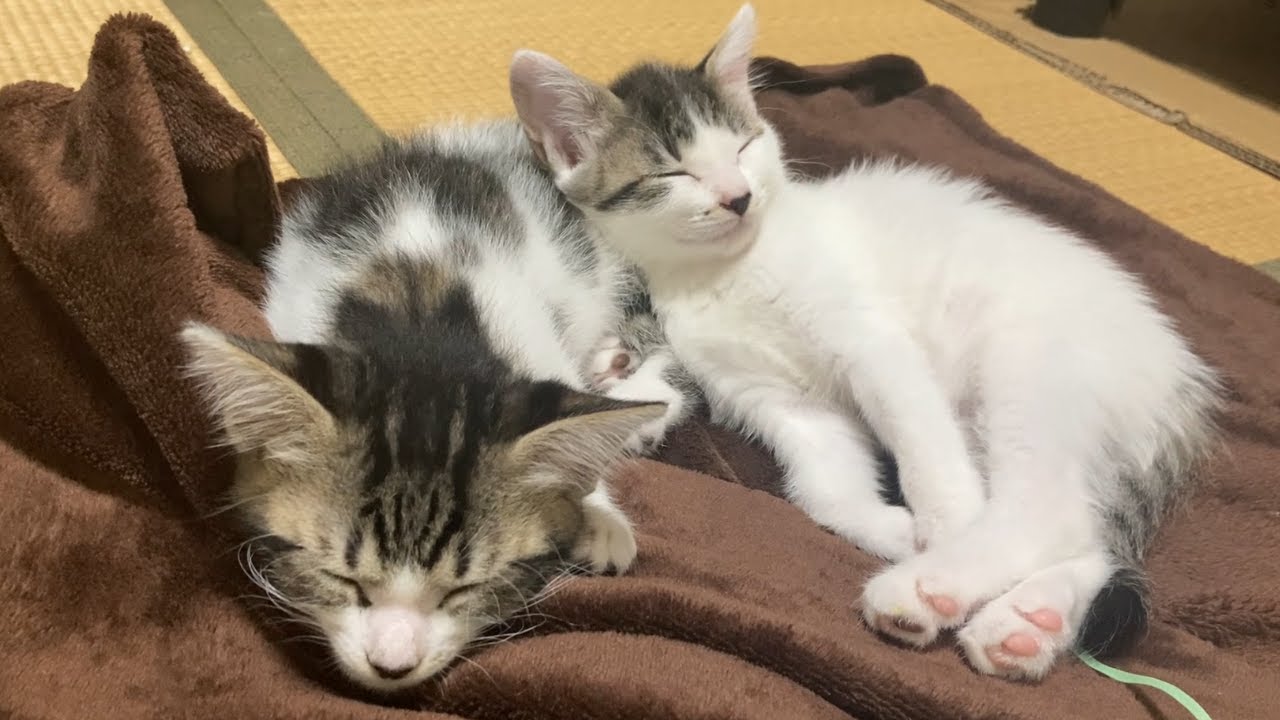 おうちに来て一ヶ月半になる子猫たちの無防備な姿がこちらです