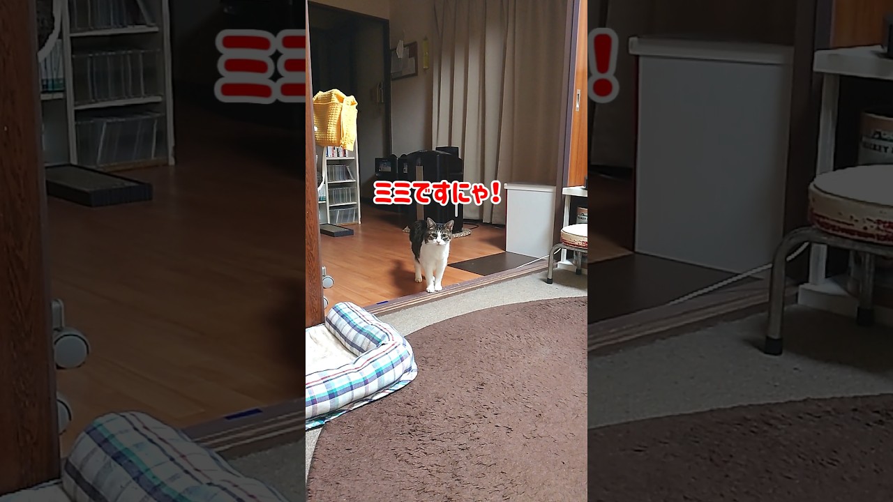ソファに座るとすぐにやって来て添い寝要求する猫 #Shorts