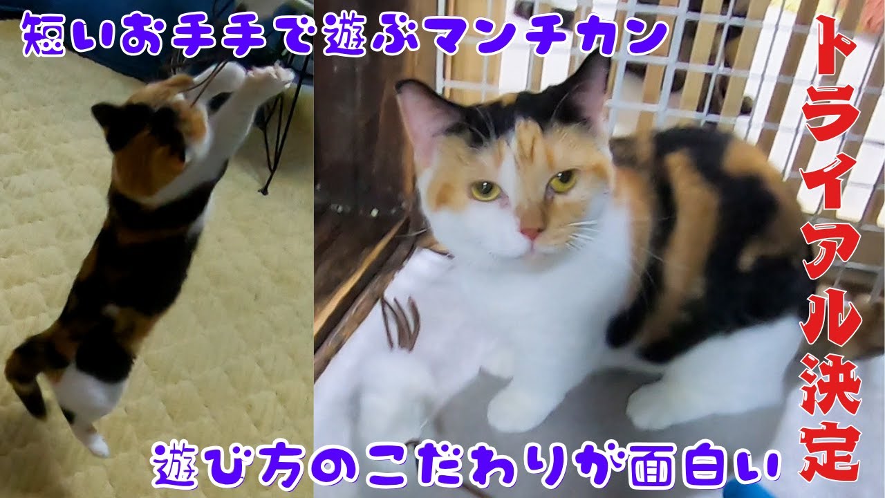 ブリーダーから保護の三毛猫マンチカン遊び方のこだわりが面白い（保護猫カフェ猫の惑星にゃーくる）京橋駅Calico Munchkin cat rescued from breeder
