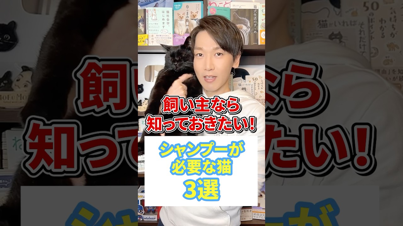 飼い主なら知っておきたい！シャンプーが必要な猫３選 #猫 #PetSnowy  #ドライハウス