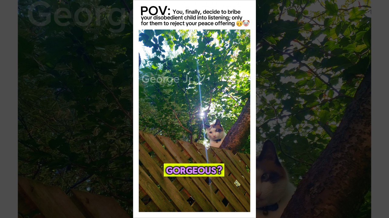 #𝗥𝗢𝗨𝗡𝗗 ➋ ⁉️ But, this #time, I got a few #treats up my sleeve  😼🍭 #SHORTS #funny #cat #viralvideo