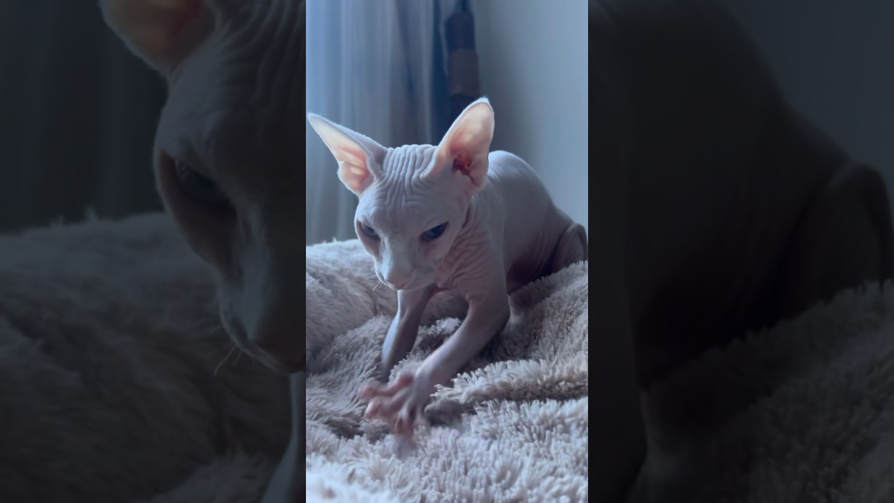 毛のない猫のふみふみ【スフィンクス猫】