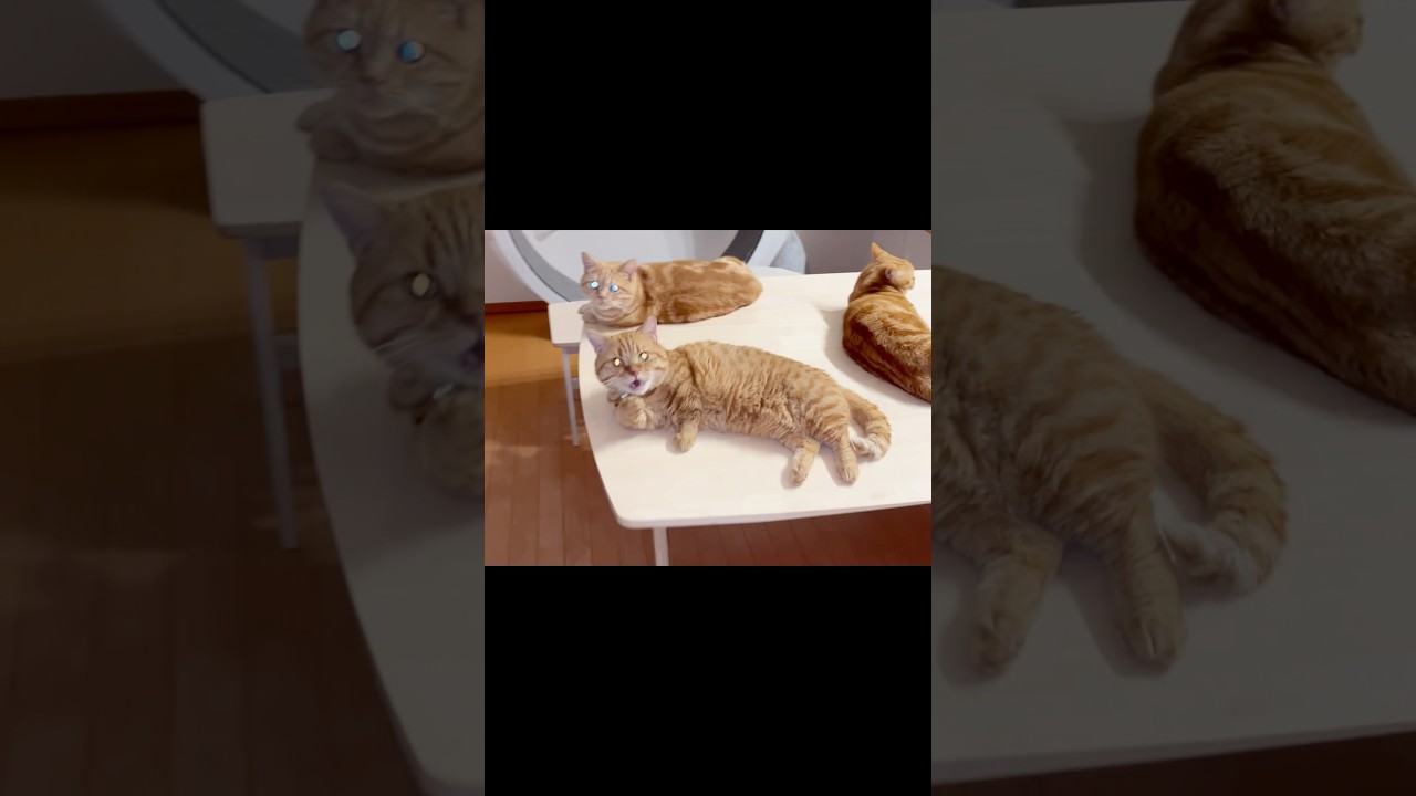 目が光る謎の集団現る！ #猫 #マンチカン #shorts