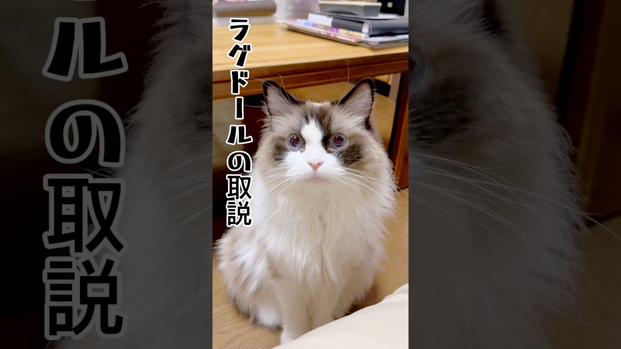 【ラグドールの取り扱い説明書】　　#ねこ #猫のいる暮らし #ラグドール#shorts
