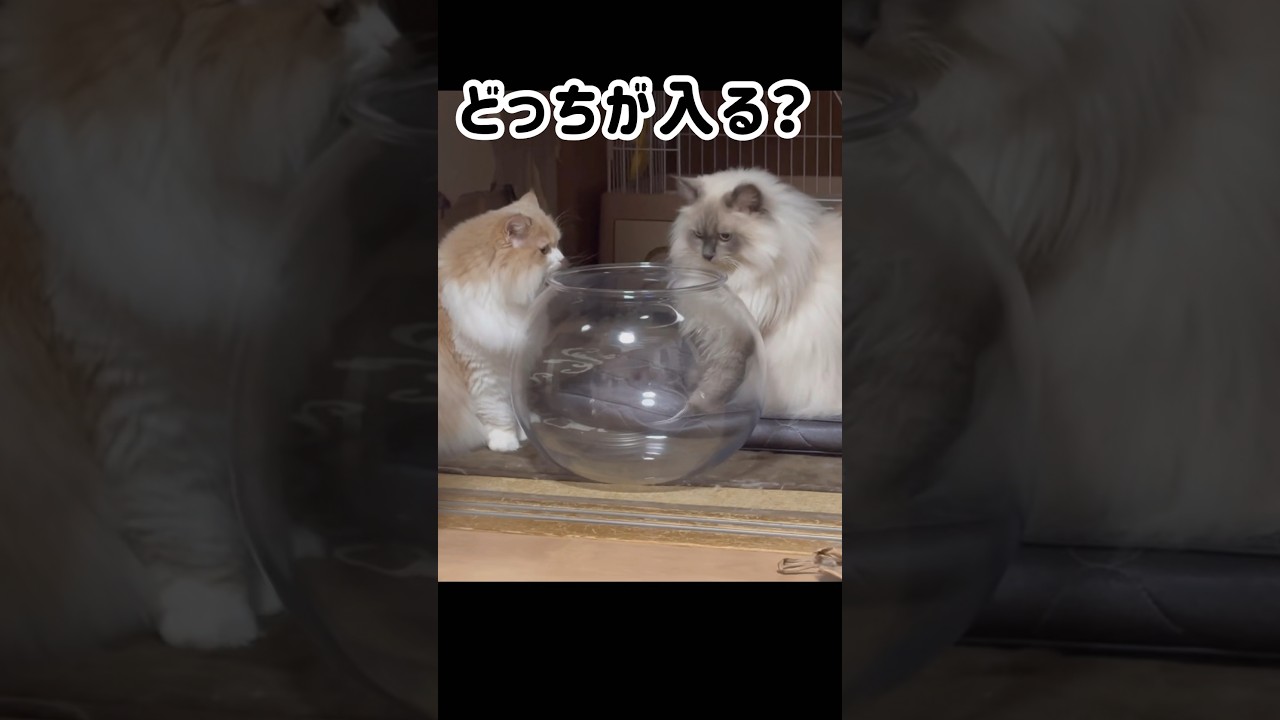 もふもふサイベリアン　猫は液体　#shorts