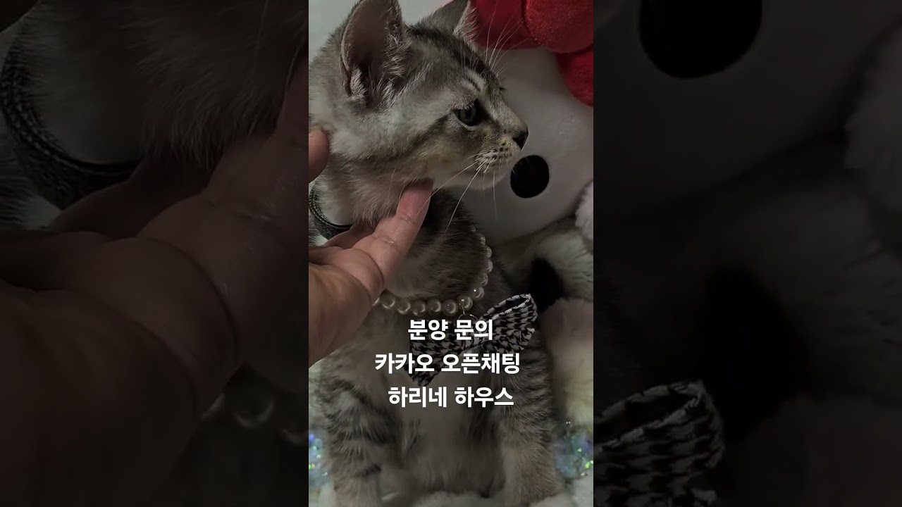 #아메리칸컬분양 #아메리칸컬스트레이트 #고양이가정분양