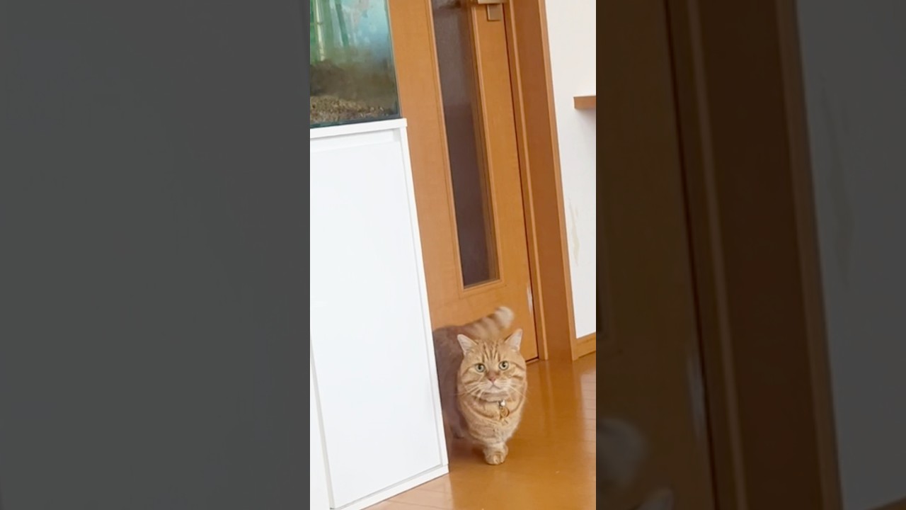 切ない鳴き声で鳴く猫 #猫の鳴き声 #マンチカン #shorts
