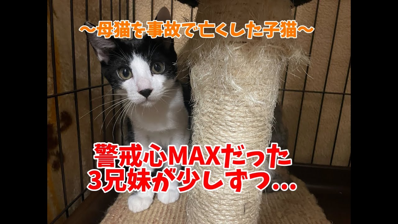 【母猫を事故で亡くした子猫④】人に興味が出てきた..？一緒に遊ぼう🎵