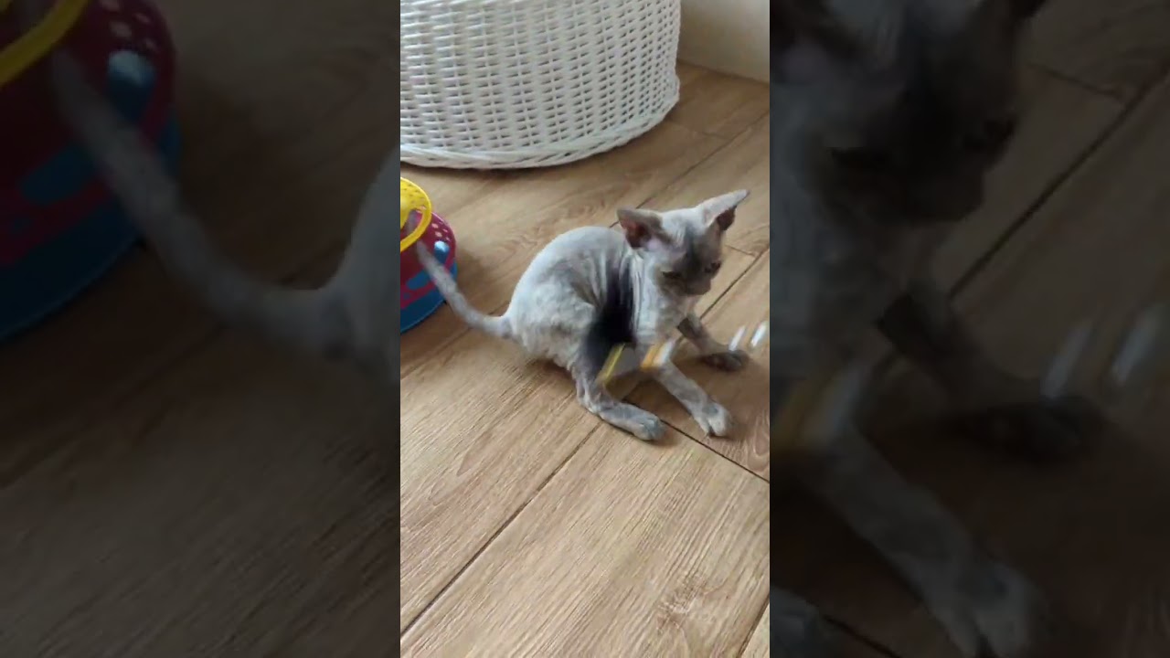 Margaret is a Cute Blue Cream Devon Rex Kitty