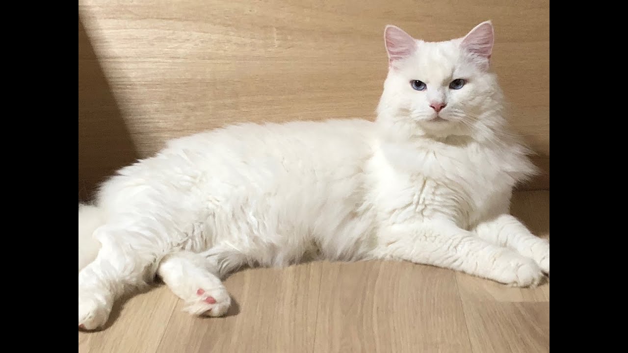 【サイベリアンの子猫ライブ1　見守り用】2024年9月7日ロシア産まれの10kgイケメン！ベルくんとロシア産まれのくまちゃんの子どもが産まれました。