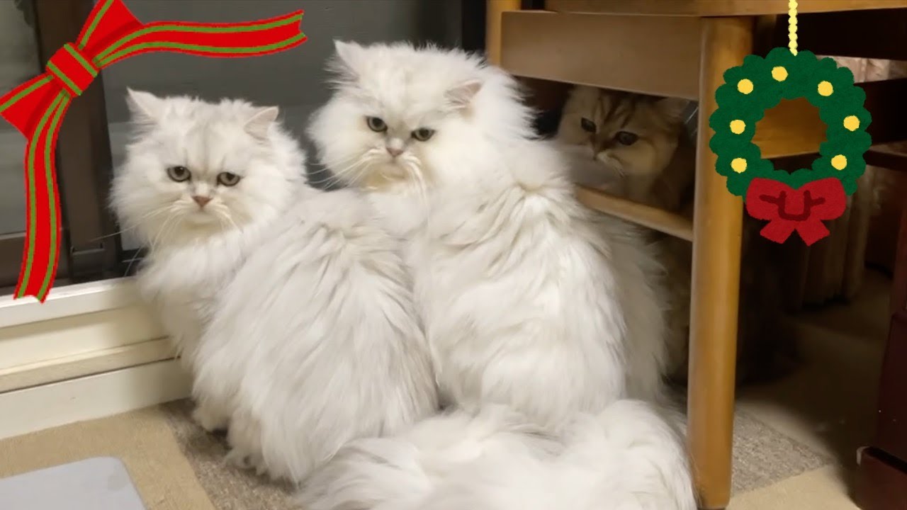 【ペルシャ猫】チンチラシルバーの姉弟ちょっと厳しめのお姉ちゃんに大きな弟がタジタジな姿が可愛すぎる❗️