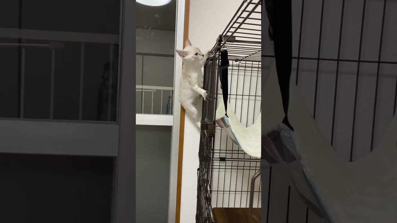 よいしょよいしょ　#元保護猫　#シャムトラ　#シャムミックス　#cat #猫耳 #kitten #シャムmix  #子猫 #猫耳
