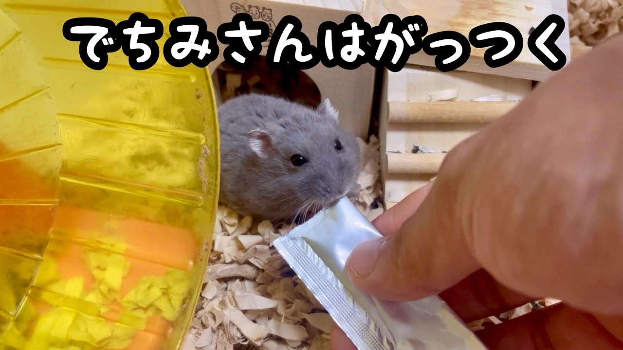 エサの受け渡しの時の勢いがすごいハムスター
