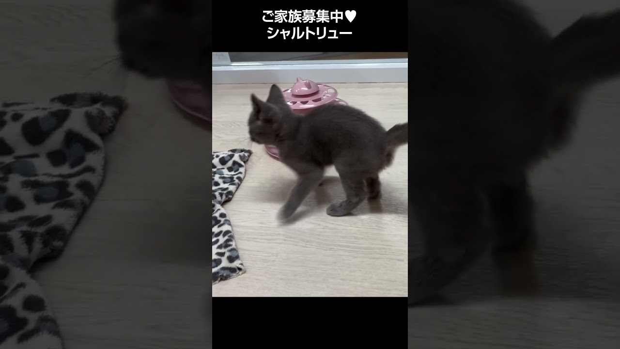 激カワ❤シャルトリュー🐱【横浜ペットショップ ベルドック】#shorts #猫動画 #猫のいる暮らし #シャルトリュー