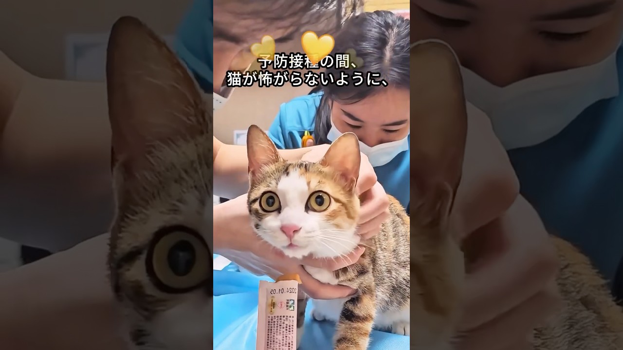 公園で迷子猫を助けた少女