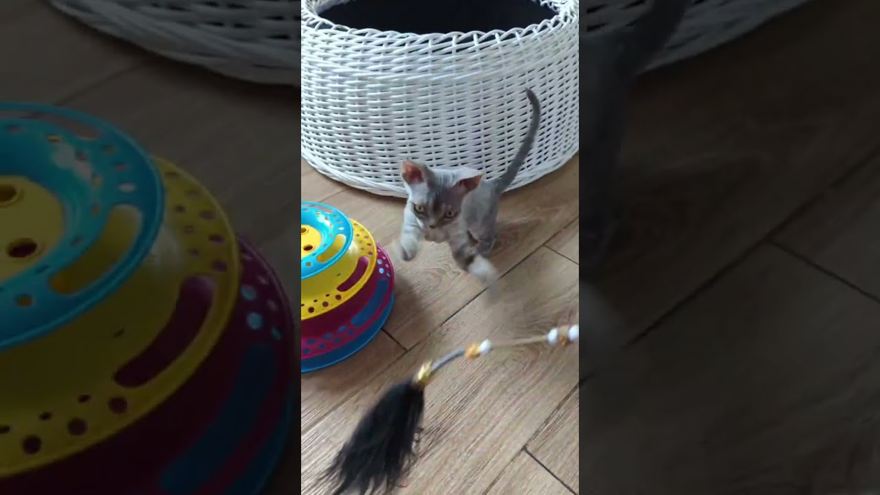 Charming Blue Spotted Devon Rex Kitten Marsel