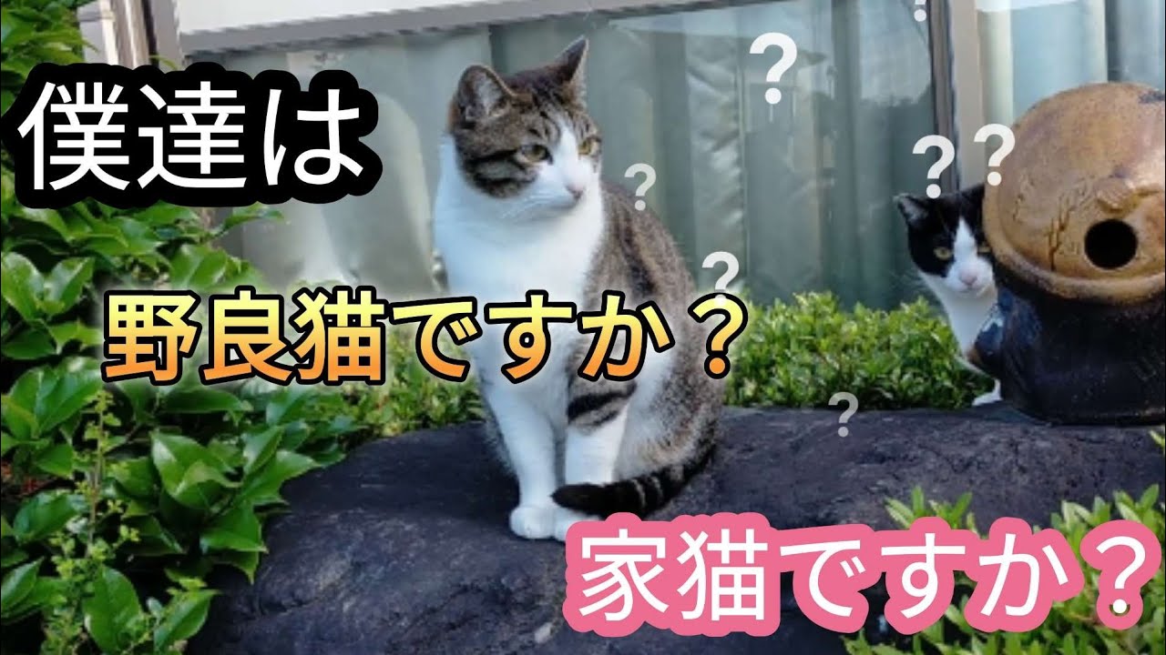 【家猫】に　なりきれない元野良猫兄弟
