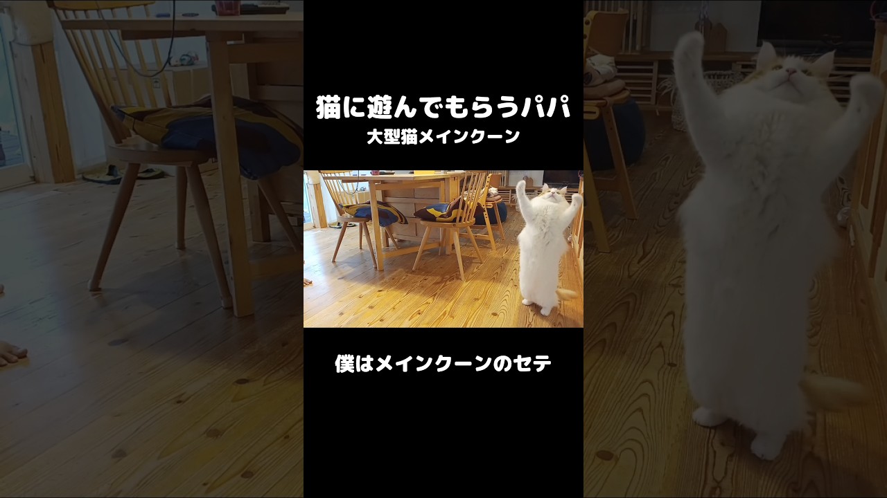 白タイツ猫 #ねこ #メインクーン #mainecoon #cat