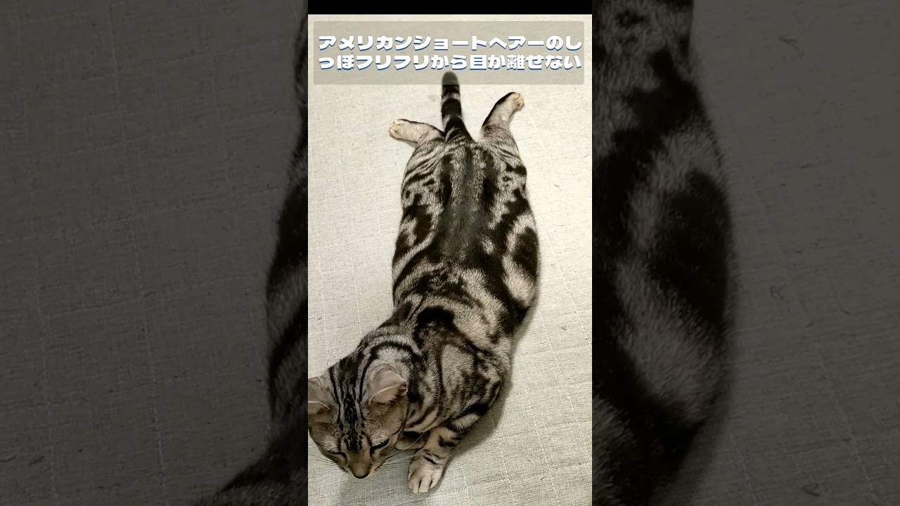 アメリカンショートヘアーのしっぽフリフリから目が離せない #猫 #アメリカンショートヘアー #shorts