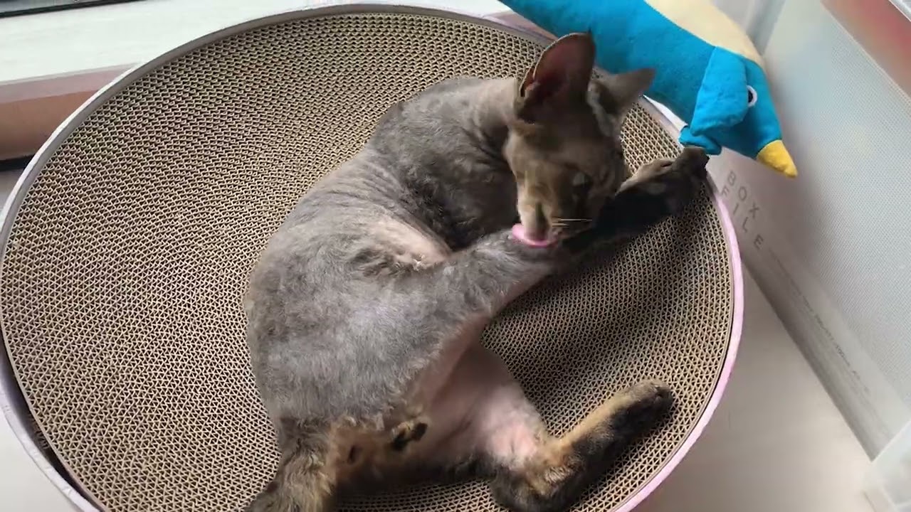 日向ぼっこ中のデボンレックス弟とペンギンさんで遊びました(Playing with Devon Rex cat basking in the sun)