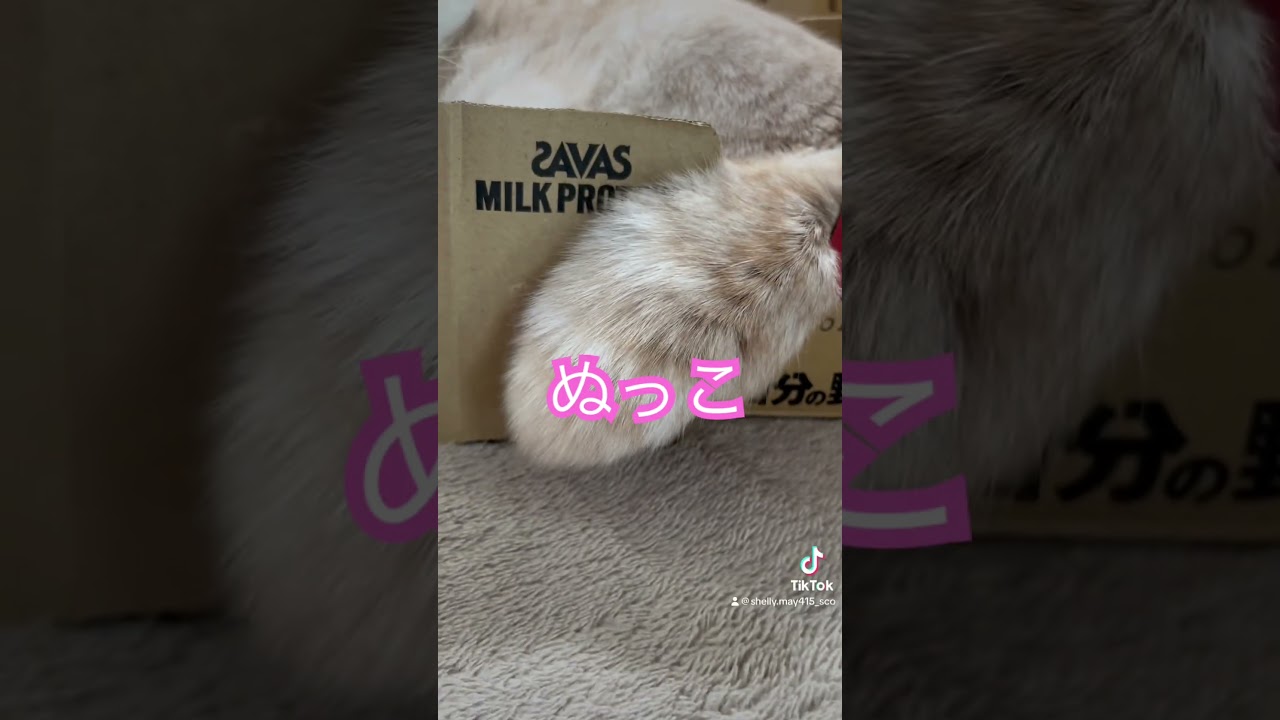 ボブテイル猫　#スコティッシュフォールド #猫