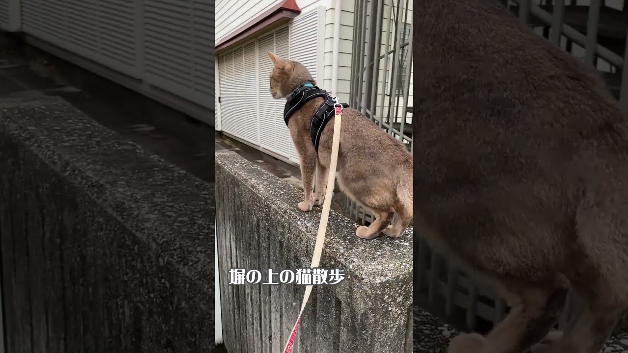 塀の上の猫散歩 #shorts #アビシニアン #猫散歩