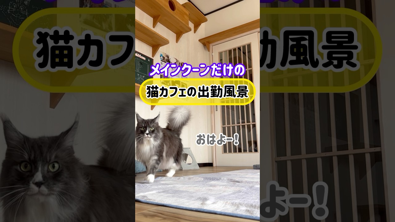 メインクーンだけの【猫カフェの出勤風景】#cat #cooncat #もふ