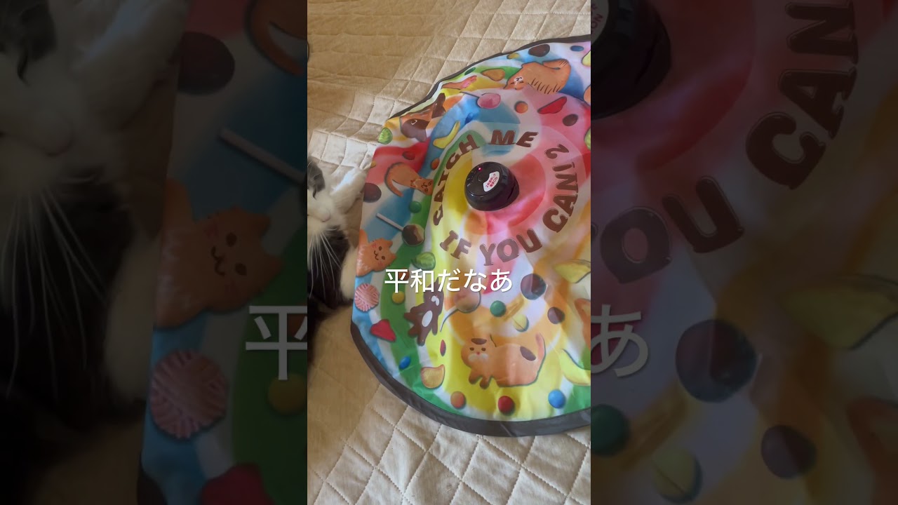 平和な愛猫との暮らし#ノルウェージャンフォレストキャット#猫のいる暮らし