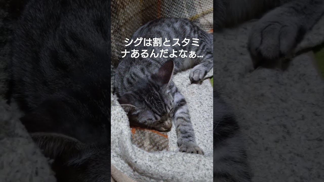 夜の風景（時雨→元気　ウタ→出張営業で疲弊オネム　吹雪→スタミナ不足にて炬燵就寝）