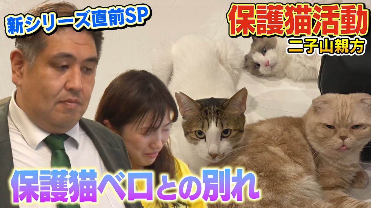 【新シリーズ直前SP】二子山親方と保護猫ベロの預かりボランティア、最終章part01