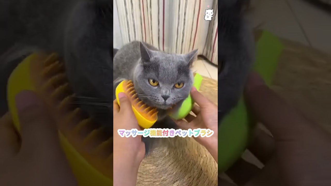 😸子猫が喜ぶマッサージ機能付きペットブラシ！ #giipet #ペット用品 #cat #petテープ #柴犬 #おすすめ #pets #cute #お薦め #犬用おもちゃ