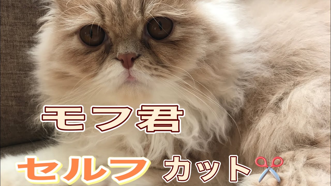 『猫動画』モフ君　セルフカットします