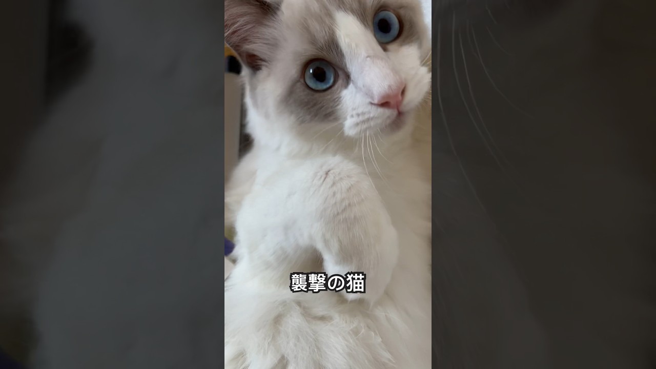 【ラグドールのわたげ】ラグドール猫に襲われてみた#shorts #猫 #ラグドール