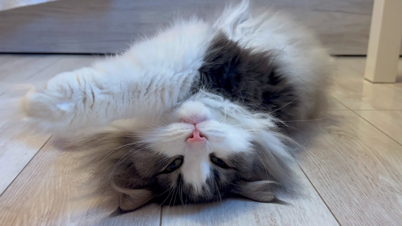 【のんびり】ねじれまくり、ひっくり返りまくりのノルウェージャンフォレストキャットwww