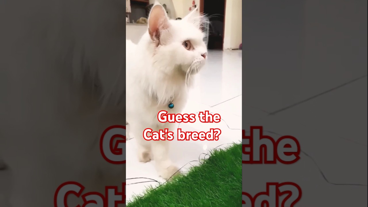 Cat walk 😂 | #shorts #short #cat