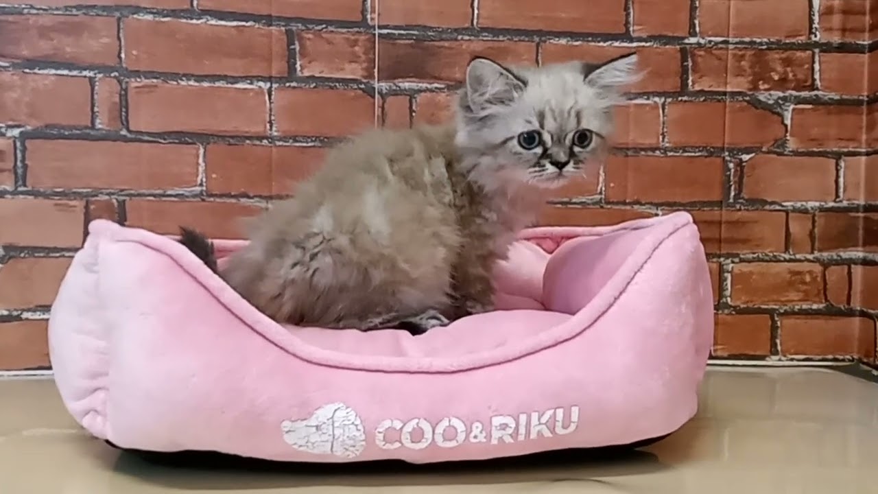 689156 ヒマラヤン