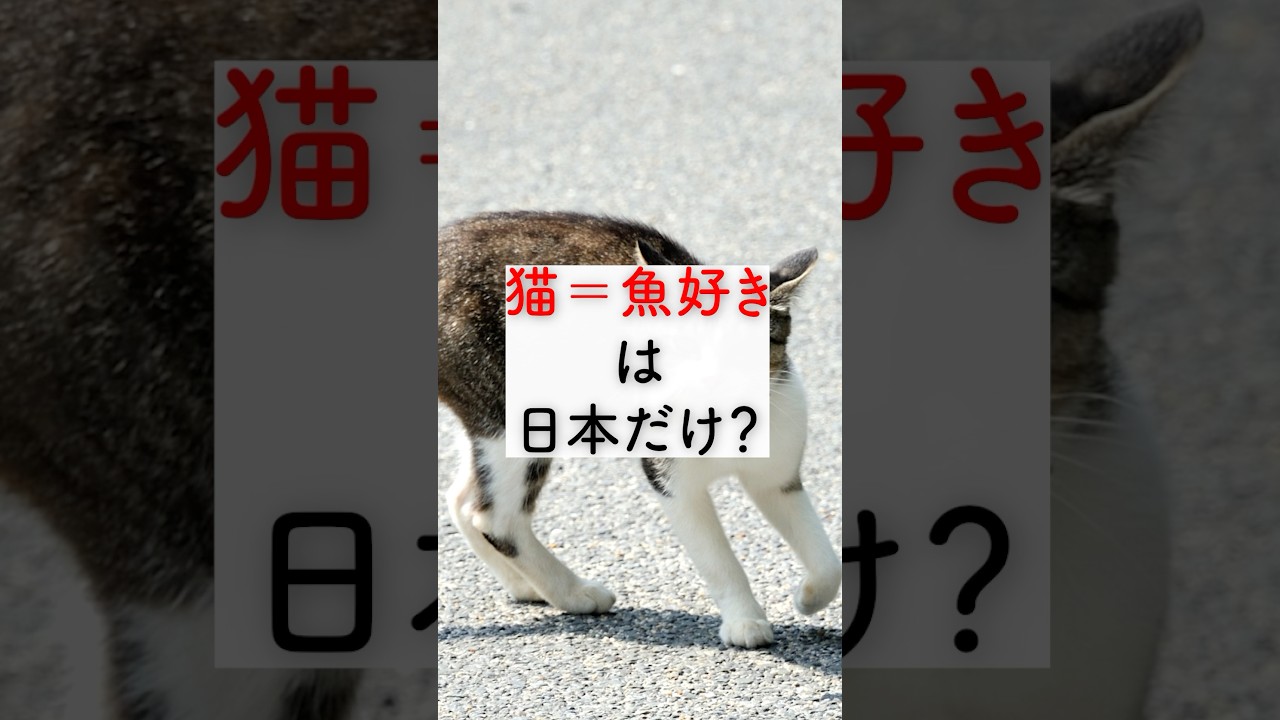 【猫＝魚好き】は日本だけ？ #猫 #雑学 #豆知識 #うんちく #トリビア #猫のいる暮らし #猫動画