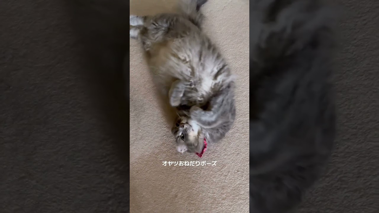 猫動画 #shorts 猫ダンス
