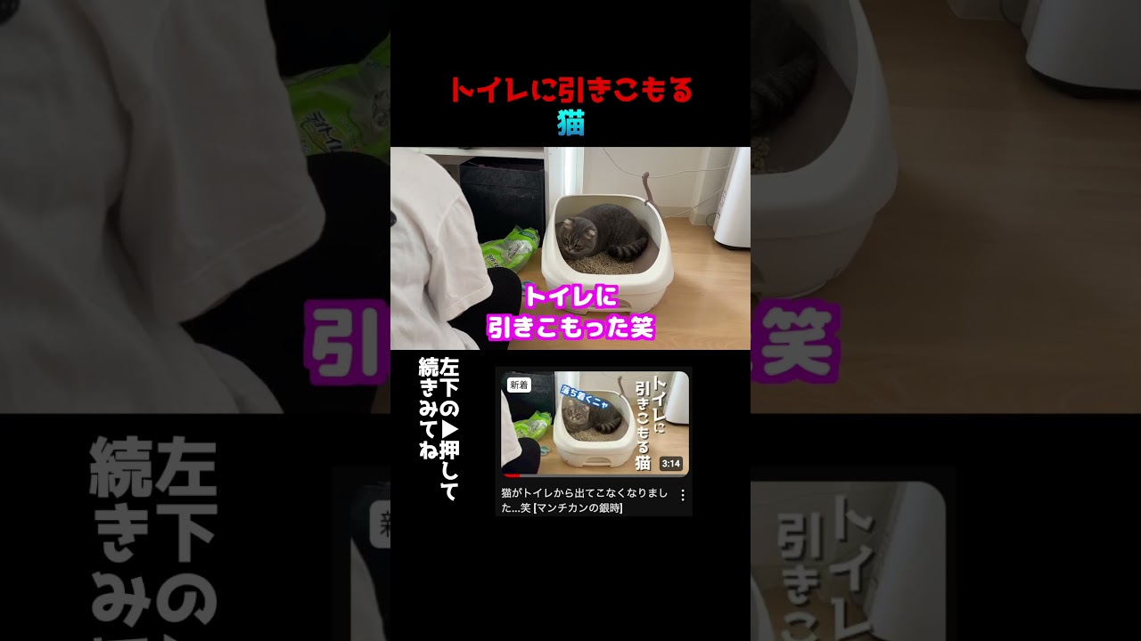 トイレに引きこもる猫　#マンチカン
