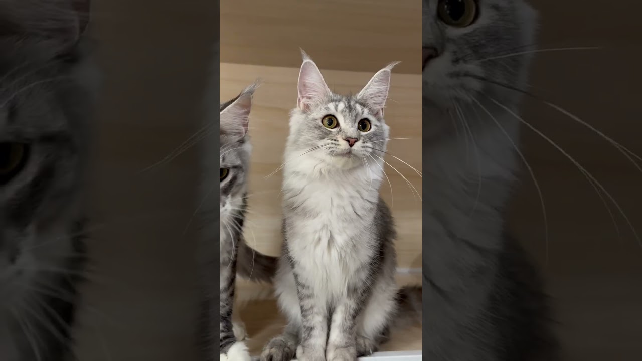 メインクーン 外産血統🇷🇺可愛い女の子