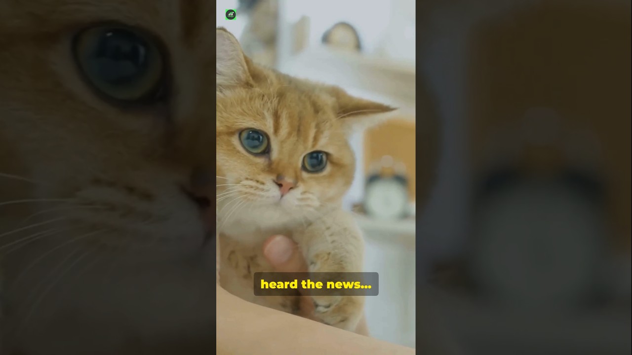 Top 10 Cutest Cat Breeds That Will Melt Your Heart ❤️! #CatBreeds #CuteCats #Cat